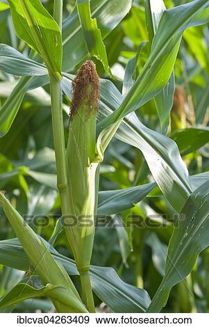 Maize or corn (Zea mays) on plant in field, Germany, Europe View Large Photo Image Stock Photo - Maize or corn (Zea mays) on plant in field, Germany, Europe. Fotosearch