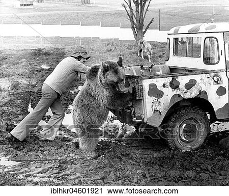 Stock Image - Man and bear push Jeep on, England, Great Britain. Fotosearch