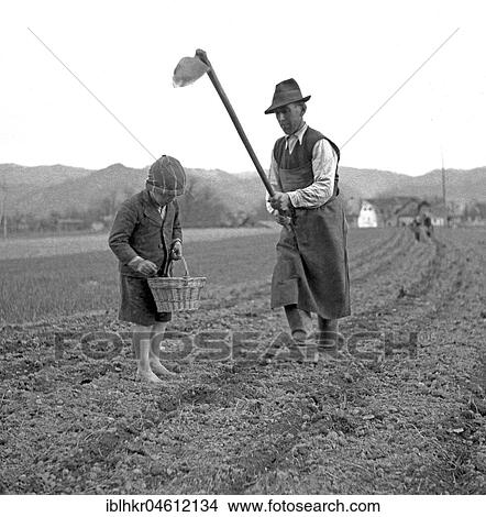 Man and child harvest soil crops on a field, approx. 1945 to 1955, near Freiburg, Germany, Europe View Large Photo Image Picture - Man and child harvest soil crops on a field, approx. 1945 to 1955, near Freiburg, Germany, Europe. Fotosearch