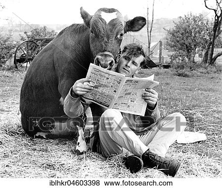 Man and cow read newspaper, England, Great Britain View Large Photo Image Stock Photo - Man and cow read newspaper, England, Great Britain. Fotosearch