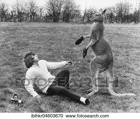 Stock Image - Man boxing with kangaroo, England, Great Britain. Fotosearch
