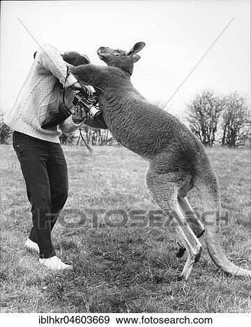 Stock Photo - Man boxing with kangaroo, England, Great Britain. Fotosearch