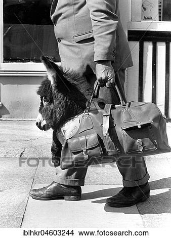Man carries a small donkey in his bag, partial view, England, Great Britain View Large Photo Image Picture - Man carries a small donkey in his bag, partial view, England, Great Britain. Fotosearch