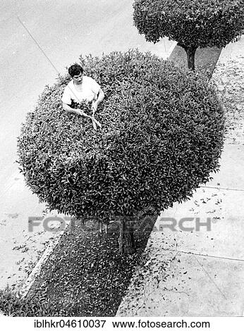 Man Cuts Tree, Mexico City, Mexico, Central America View Large Photo Image Stock Photo - Man Cuts Tree, Mexico City, Mexico, Central America. Fotosearch