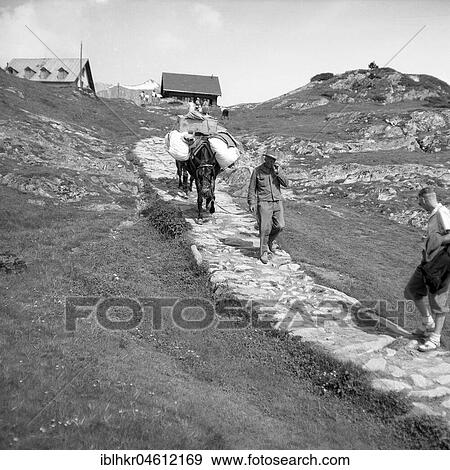 Man leads a stone path down a fully packed donkey from an alpine pasture, ca. 1950, Switzerland, Europe View Large Photo Image Stock Photo - Man leads a stone path down a fully packed donkey from an alpine pasture, ca. 1950, Switzerland, Europe. Fotosearch