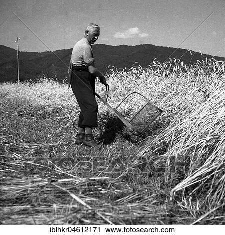 Stock Image - Man mowing grain, around Freiburg ca. 1945 to 1955. Fotosearch