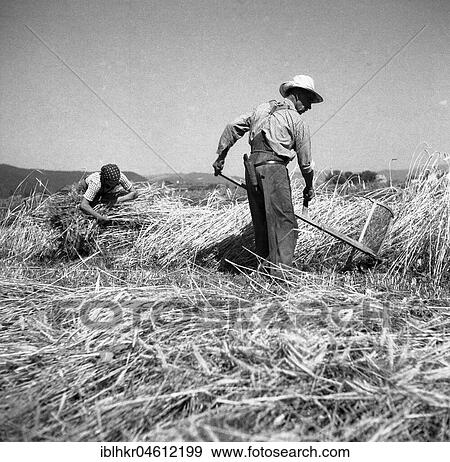 Man mows grain, the woman collects the harvest, ca. 1945 to 1955, near Freiburg, Germany, Europe View Large Photo Image Stock Photo - Man mows grain, the woman collects the harvest, ca. 1945 to 1955, near Freiburg, Germany, Europe. Fotosearch