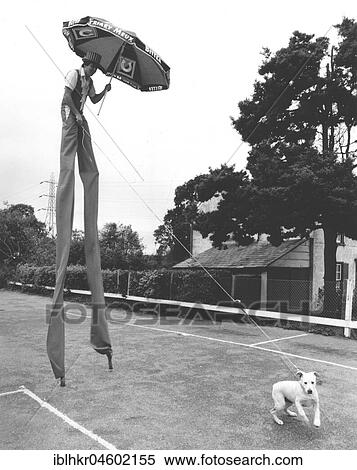 Stock Photography - Man on stilts with dog, England, Great Britain. Fotosearch