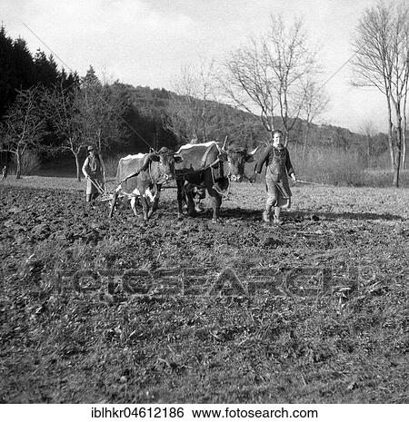 Stock Photograph - Man ploughs field with a wagon with strained horse and cow, around Freiburg ca. 1945 to 1955. Fotosearch