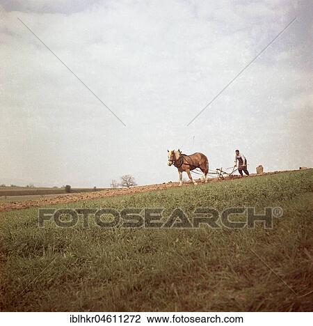 Stock Image - Man ploughs field with strained horse, around 1950, near Freiburg, Germany, Europe. Fotosearch