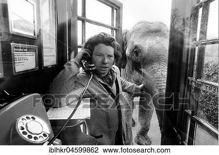 Man with elephant in a telephone booth, England, Great Britain View Large Photo Image Stock Image - Man with elephant in a telephone booth, England, Great Britain. Fotosearch
