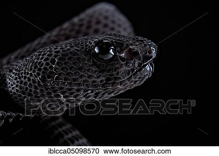 Stock Image - Mangrove Pit Viper (Trimeresurus purpureomaculatus). Fotosearch