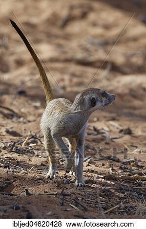 Meerkat (Suricata suricatta), adult male, tail up, alert, Kgalagadi Transfrontier Park, Northern Cape, South Africa, Africa View Large Photo Image Stock Photo - Meerkat (Suricata suricatta), adult male, tail up, alert, Kgalagadi Transfrontier Park, Northern Cape, South Africa, Africa. Fotosearch