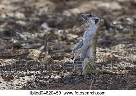 Meerkat (Suricata suricatta), adult male looking up, alert, Kgalagadi Transfrontier Park, Northern Cape, South Africa, Africa View Large Photo Image Stock Photo - Meerkat (Suricata suricatta), adult male looking up, alert, Kgalagadi Transfrontier Park, Northern Cape, South Africa, Africa. Fotosearch
