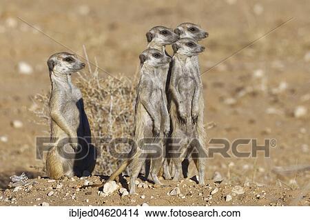 Meerkats (Suricata suricatta), adult male sitting with standing young at burrow, alert, Kgalagadi Transfrontier Park, Northern Cape, South Africa, Africa View Large Photo Image Picture - Meerkats (Suricata suricatta), adult male sitting with standing young at burrow, alert, Kgalagadi Transfrontier Park, Northern Cape, South Africa, Africa. Fotosearch