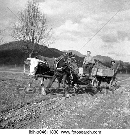 Men driving a carriage with strained horse and cow, around 1950, near Freiburg, Germany, Europe View Large Photo Image Stock Photo - Men driving a carriage with strained horse and cow, around 1950, near Freiburg, Germany, Europe. Fotosearch