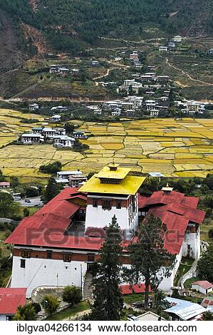 Picture - Monastery fortress Rinpung Dzong, above the Paro valley, rice paddies behind, mature rice plants, Paro, Bhutan, Asia. Fotosearch