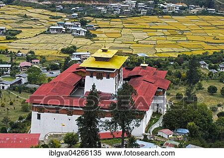 Monastery fortress Rinpung Dzong, above the Paro valley, rice paddies behind, mature rice plants, Paro, Bhutan, Asia View Large Photo Image Stock Photography - Monastery fortress Rinpung Dzong, above the Paro valley, rice paddies behind, mature rice plants, Paro, Bhutan, Asia. Fotosearch