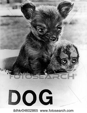 Stock Photography - Monkey and dog in a dog bowl, England, Great Britain. Fotosearch
