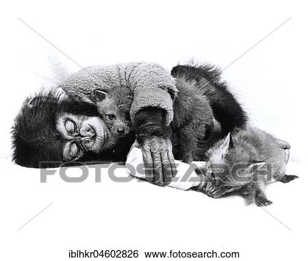 Monkey and fox cuddling, England, Great Britain View Large Photo Image Stock Photograph - Monkey and fox cuddling, England, Great Britain. Fotosearch