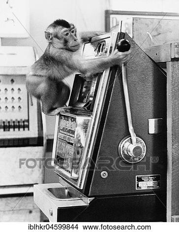 Monkey operates slot machines, England, Great Britain View Large Photo Image Picture - Monkey operates slot machines, England, Great Britain. Fotosearch