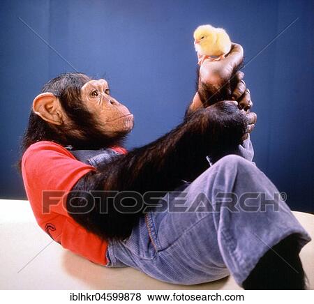 Monkey plays with a chick, England, Great Britain View Large Photo Image Stock Photo - Monkey plays with a chick, England, Great Britain. Fotosearch
