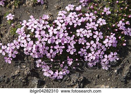 Moss campion or cushion pink (Silene acaulis), Iceland, Europe View Large Photo Image Stock Image - Moss campion or cushion pink (Silene acaulis), Iceland, Europe. Fotosearch