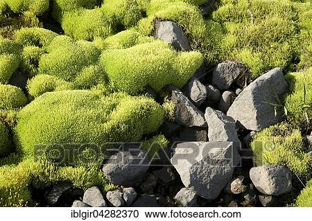 Moss growing in creek, Iceland, Europe View Large Photo Image Stock Image - Moss growing in creek, Iceland, Europe. Fotosearch