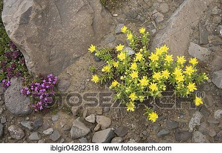 Mossy stonecrop (Sedum acre), Iceland, Europe View Large Photo Image Stock Photo - Mossy stonecrop (Sedum acre), Iceland, Europe. Fotosearch