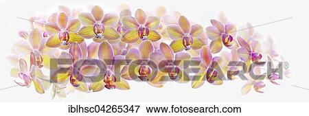 Moth orchid (Phaleanopsis sp. ) flowers View Large Photo Image Stock Photo - Moth orchid (Phaleanopsis sp. ) flowers. Fotosearch