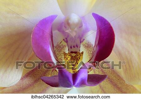 Moth orchid (Phaleanopsis sp. ) flowering, detail View Large Photo Image Stock Image - Moth orchid (Phaleanopsis sp. ) flowering, detail. Fotosearch