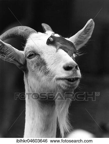 Mouse climbs on the head of a goat, England, Great Britain View Large Photo Image Stock Photograph - Mouse climbs on the head of a goat, England, Great Britain. Fotosearch