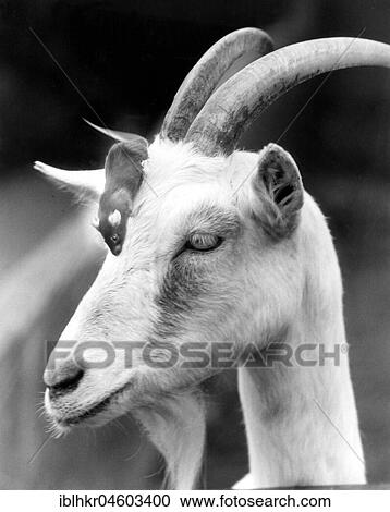 Mouse on the head of a goat, England, Great Britain View Large Photo Image Stock Image - Mouse on the head of a goat, England, Great Britain. Fotosearch