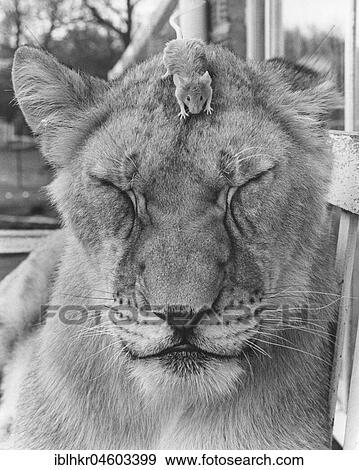 Mouse on the head of a lion, England, Great Britain View Large Photo Image Stock Photo - Mouse on the head of a lion, England, Great Britain. Fotosearch