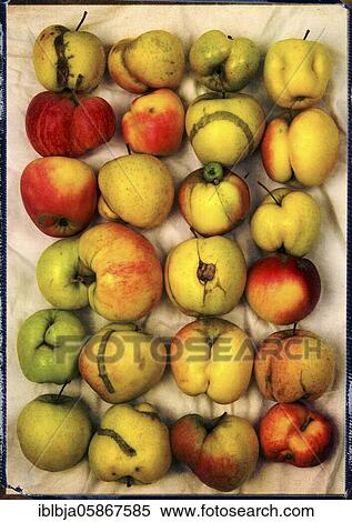 Multicolored apples, France, Europe View Large Photo Image Stock Photography - Multicolored apples, France, Europe. Fotosearch