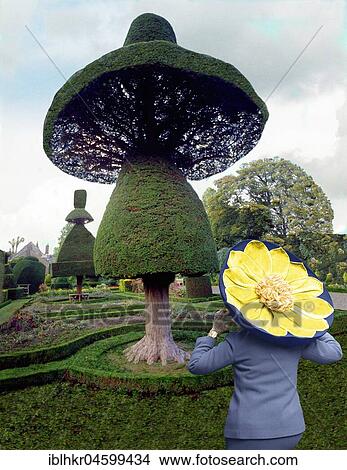 Mushroom cut from a hedge, England, Great Britain View Large Photo Image Picture - Mushroom cut from a hedge, England, Great Britain. Fotosearch