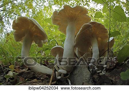 Picture - Mushrooms on the forest floor, Lower Austria, Austria, Europe. Fotosearch