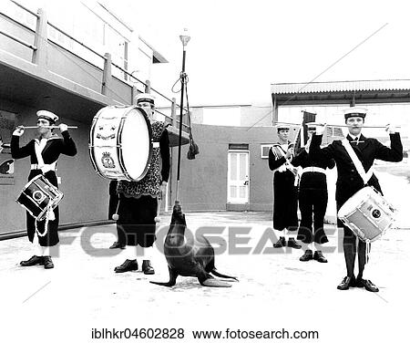Music group with sea lion, England, Great Britain View Large Photo Image Stock Photo - Music group with sea lion, England, Great Britain. Fotosearch
