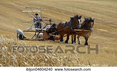 Nostalgic harvest with horses, Stubbarp farm, Slimminge, Scania, Sweden, Europe View Large Photo Image Stock Image - Nostalgic harvest with horses, Stubbarp farm, Slimminge, Scania, Sweden, Europe. Fotosearch