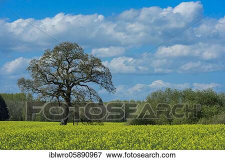 Oaks in a rape field, spring, Schaalsee Biosphere Reserve, Zarrentin, Mecklenburg-Western Pomerania, Germany, Europe View Large Photo Image Stock Photo - Oaks in a rape field, spring, Schaalsee Biosphere Reserve, Zarrentin, Mecklenburg-Western Pomerania, Germany, Europe. Fotosearch