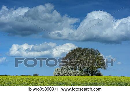 Oaks with flowering hedge in a rape field, cumulonimbus clouds, spring, Schaalsee Biosphere Reserve, Zarrentin, Mecklenburg-Western Pomerania, Germany, Europe View Large Photo Image Stock Image - Oaks with flowering hedge in a rape field, cumulonimbus clouds, spring, Schaalsee Biosphere Reserve, Zarrentin, Mecklenburg-Western Pomerania, Germany, Europe. Fotosearch