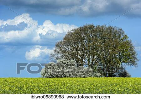 Oaks with flowering hedge in a rape field, cumulonimbus clouds, spring, Schaalsee Biosphere Reserve, Zarrentin, Mecklenburg-Western Pomerania, Germany, Europe View Large Photo Image Stock Photo - Oaks with flowering hedge in a rape field, cumulonimbus clouds, spring, Schaalsee Biosphere Reserve, Zarrentin, Mecklenburg-Western Pomerania, Germany, Europe. Fotosearch