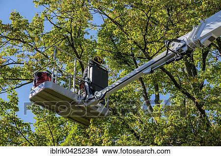 Old lime, also linden or basswood (Tilia sp. ) tree branches being cut, lifting platform, arboriculture View Large Photo Image Picture - Old lime, also linden or basswood (Tilia sp. ) tree branches being cut, lifting platform, arboriculture. Fotosearch