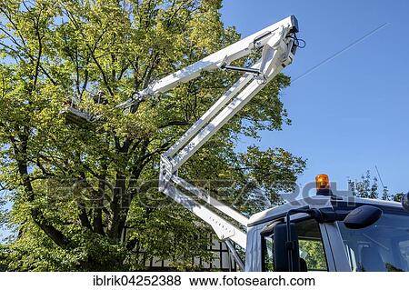 Old lime, also linden or basswood (Tilia sp. ) tree branches being cut, lifting platform, arboriculture View Large Photo Image Stock Photo - Old lime, also linden or basswood (Tilia sp. ) tree branches being cut, lifting platform, arboriculture. Fotosearch