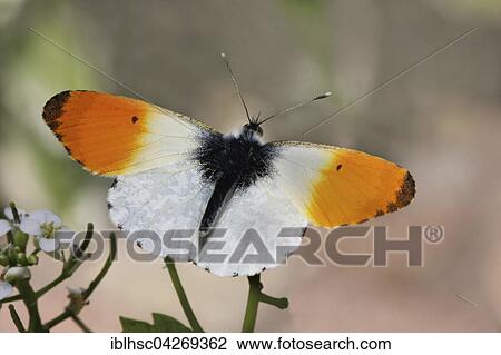 Stock Image - Orange tip butterfly (Anthocharis cardamines), Bavaria, Germany, Europe. Fotosearch