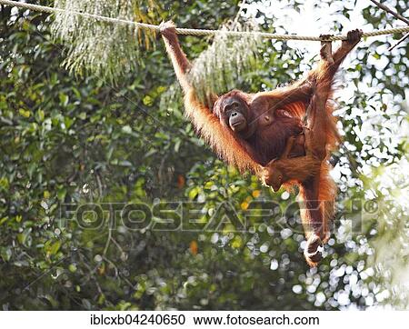 Stock Image - Orangutan (Pongo) with young, in Semenggoh Wildlife Sanctuary in Kuching, Sarawak, Borneo, Malaysia, Asia. Fotosearch
