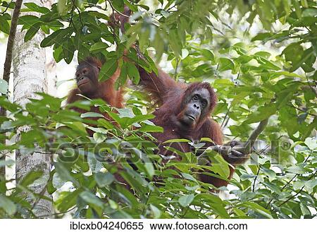 Orangutans (Pongo) in Semenggoh Wildlife Sanctuary in Kuching, Sarawak, Borneo, Malaysia, Asia View Large Photo Image Stock Photography - Orangutans (Pongo) in Semenggoh Wildlife Sanctuary in Kuching, Sarawak, Borneo, Malaysia, Asia. Fotosearch