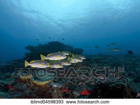 Stock Image - Orient Sweet Lip (Plectorhinchus vittatus), Nusa Penida, Nusa Lembongan, Bali, Indonesia, Asia. Fotosearch