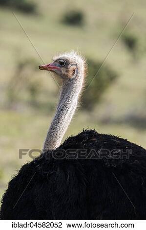Ostrich (Struthio camelus), Addo National Park, South Africa, Africa View Large Photo Image Stock Image - Ostrich (Struthio camelus), Addo National Park, South Africa, Africa. Fotosearch