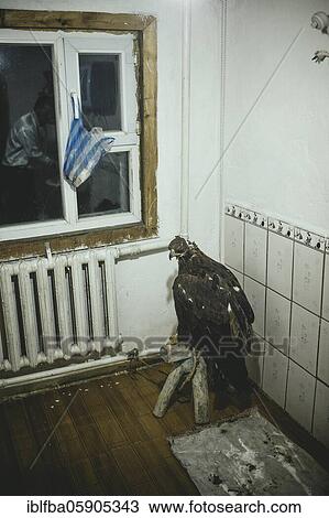Paimas, the female eagle of the hunter Bashakhan Spain, waiting for feeding in the bathroom of the family home, Kisil Char, Olgii, Mongolia, Asia View Large Photo Image Stock Image - Paimas, the female eagle of the hunter Bashakhan Spain, waiting for feeding in the bathroom of the family home, Kisil Char, Olgii, Mongolia, Asia. Fotosearch